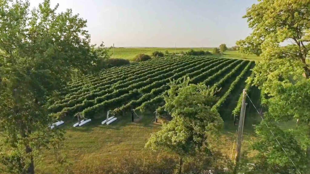 Aerial view over vineyards owned by Pirtle Winery, one of the best wineries in Weston, Missouri.