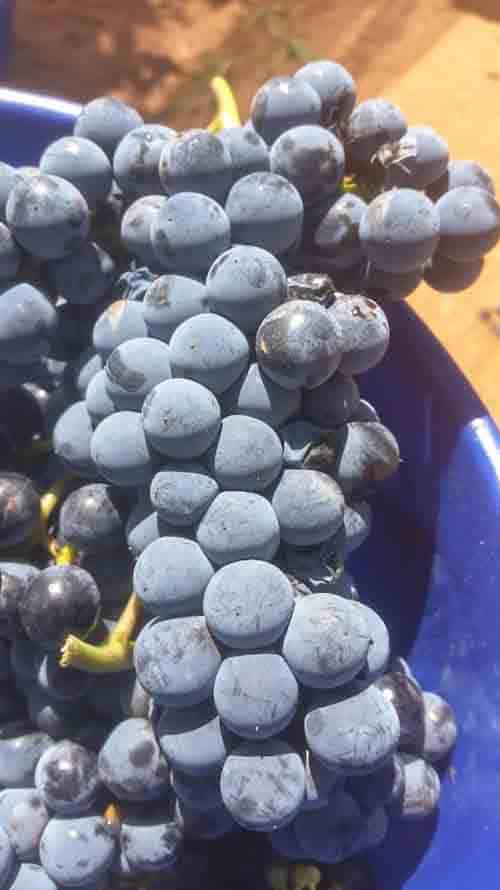 A close-up cluster of purple grapes grown in Willcox, Arizona.