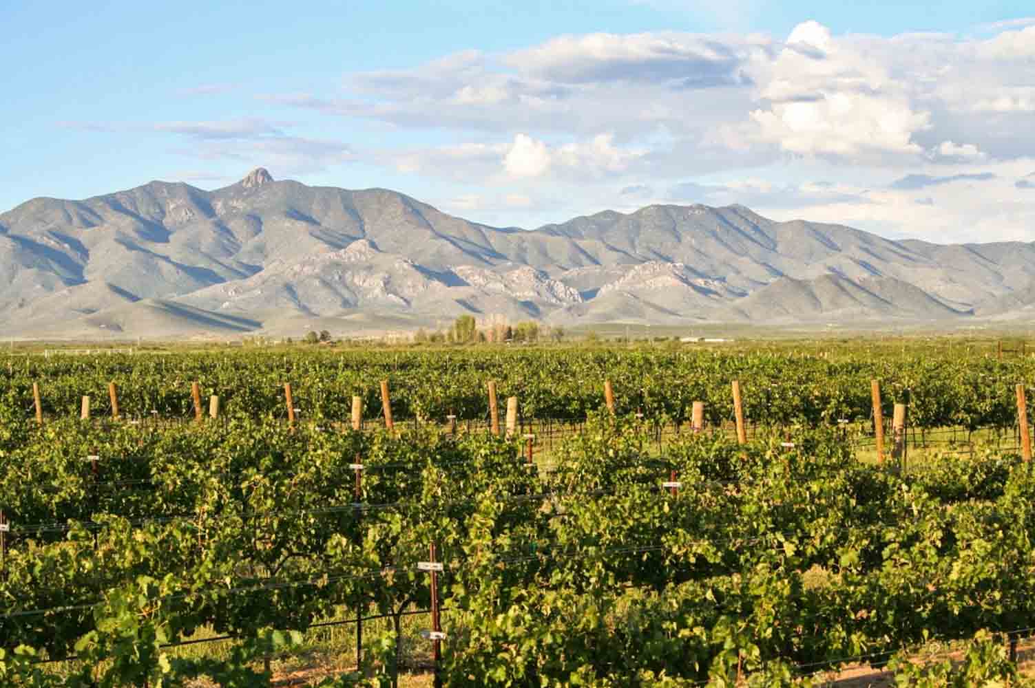 Vineyards cover the valley flour below a mountain range in Willcox, Arizona.